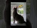 Monday #cat #summer