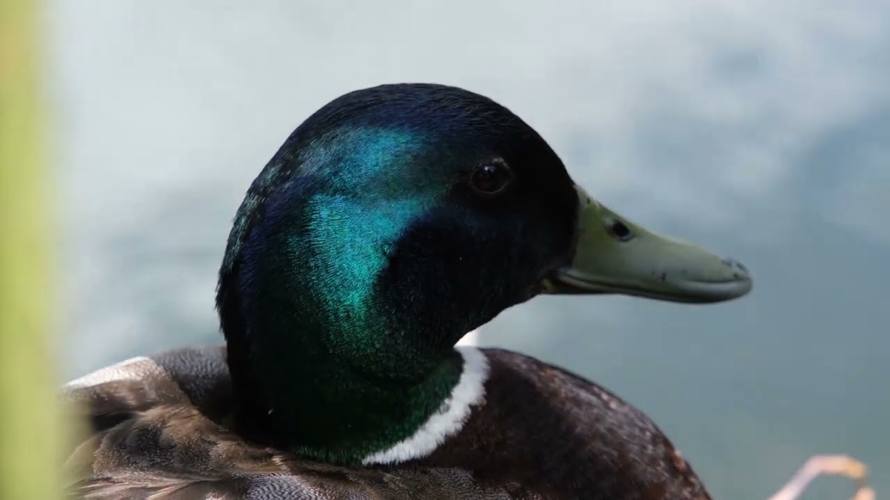 Mallard duck, close up portrait head. Beautiful emerald green colour