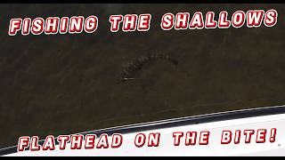 Fishing the shallows for flathead on the Shoalhaven River
