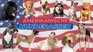 Amerikanische Hunderassen by Hunderassen aus aller Welt 291 views 1 year ago 3 minutes, 24 seconds