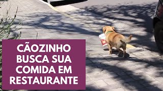 Conheça o cãozinho que percorre ruas para buscar comida em restaurante