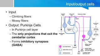 Neurosurgery written board crash course - cerebellum part 2