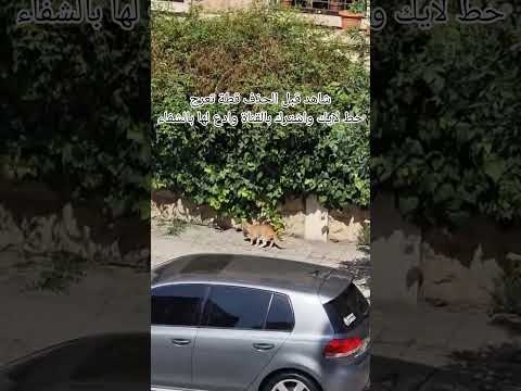 شاهد قبل الحذف قطة تعرج
