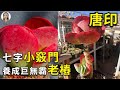 多肉唐印老樁這樣養 杆子像樹樁 樁上爆滿芽 花花世界 多肉唐印老樁這樣養 杆子像樹樁 樁上爆滿芽 花花世界