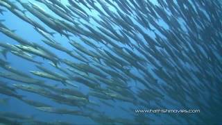 The BEST DIVE SITE in The Gulf of Thailand - SAIL ROCK