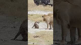 Male Lions Stalking An Injured Hyena