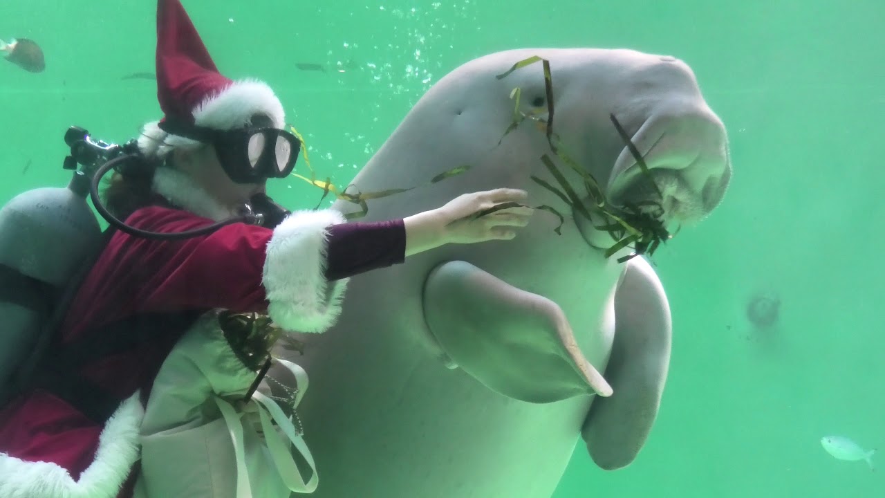 ジュゴン の『セレナ』にクリスマスプレゼント (鳥羽水族館) 2020年12月25日