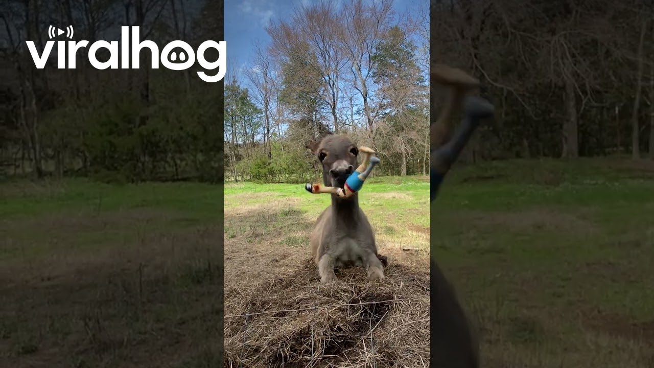 Cutest Donkeys Talk To This Man And Nibble On His Ears | Cuddle Buddies