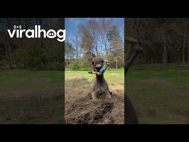 Donkey Goes Crazy for Peg-Legged Pirate Chicken || ViralHog class=