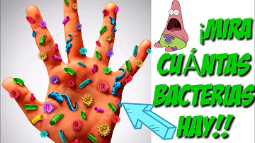 ¿Qué parte de la mano tiene más bacterias?