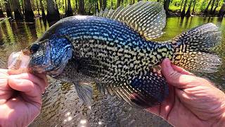 CYPRESS SWAMP Crappie Fishing ❗ Spring Pattern