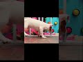 犬のドロップ (Inu no doroppu)