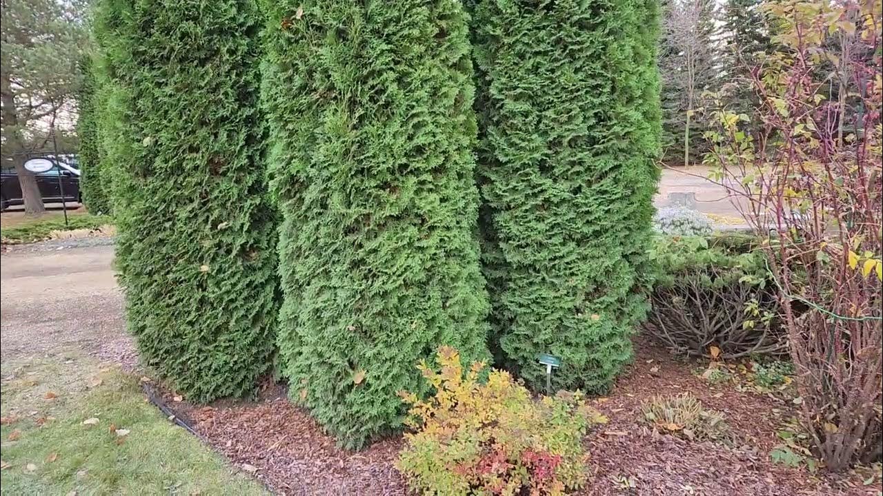 Skybound Cedar (Thuja occidentalis 'Skybound') mature Oct 24, St. Albert, AB w TreeTime.ca YouTube