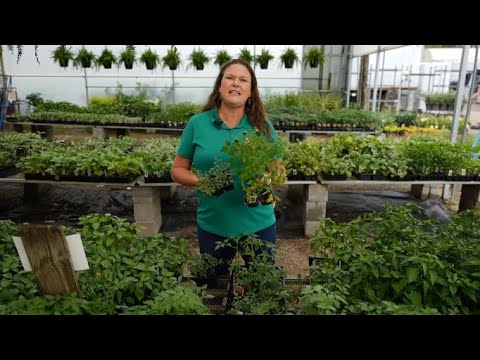 Wideo: Stemplowane odmiany pomidorów. Jak dbać o standardowe odmiany pomidorów