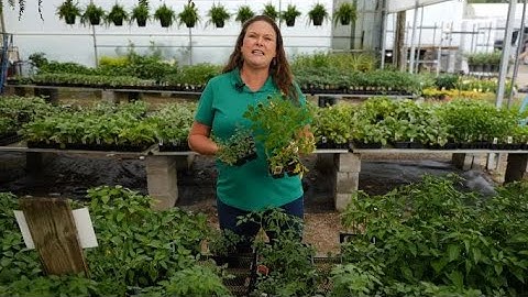 Get It Growing: Choose good tomato varieties