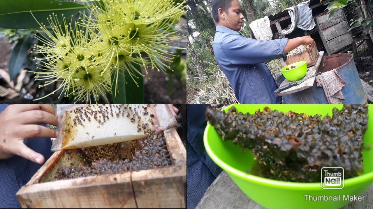 Panen madu kelulut jenis corong matahari//Kelanceng//galo galo//teuwel