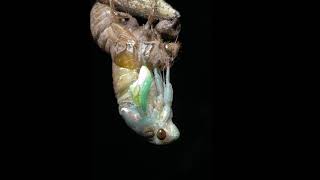 Molting Neotibicen lyricen cicada (short clip) - Cicada Mania