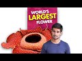 Worlds Largest Flower Is Extremely Stinky