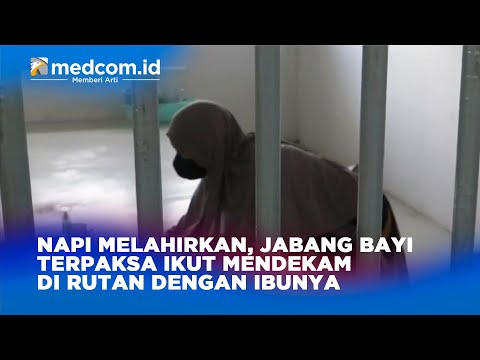 Napi Melahirkan, Jabang Bayi Terpaksa Ikut Mendekam di Rutan dengan Ibunya