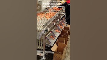 Carrot Segment Diameter Size Sorting Machine