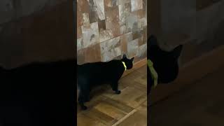 Fake cat prank