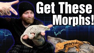 You NEED These Morphs [Top 5 Crested Gecko Morphs To Invest In 2023]