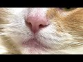 鼻息がうるさい猫　PDS