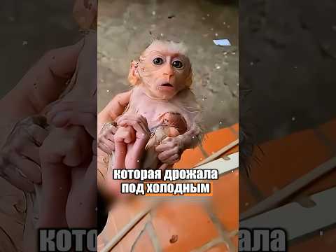 Эту малышку спасли добрые люди 🥹🐒 #милыеживотные #животные
