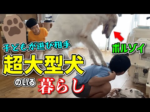 【超大型犬】ボルゾイがいる生活(子どもと戯れて遊ぶと思いきやエアー交尾)/Borzoi Dog Life