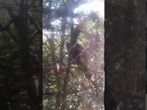 サイチョウの鳴き声 (Rhinoceros Hornbill calling)2017.10.13（埼玉県こども動物自然公園
