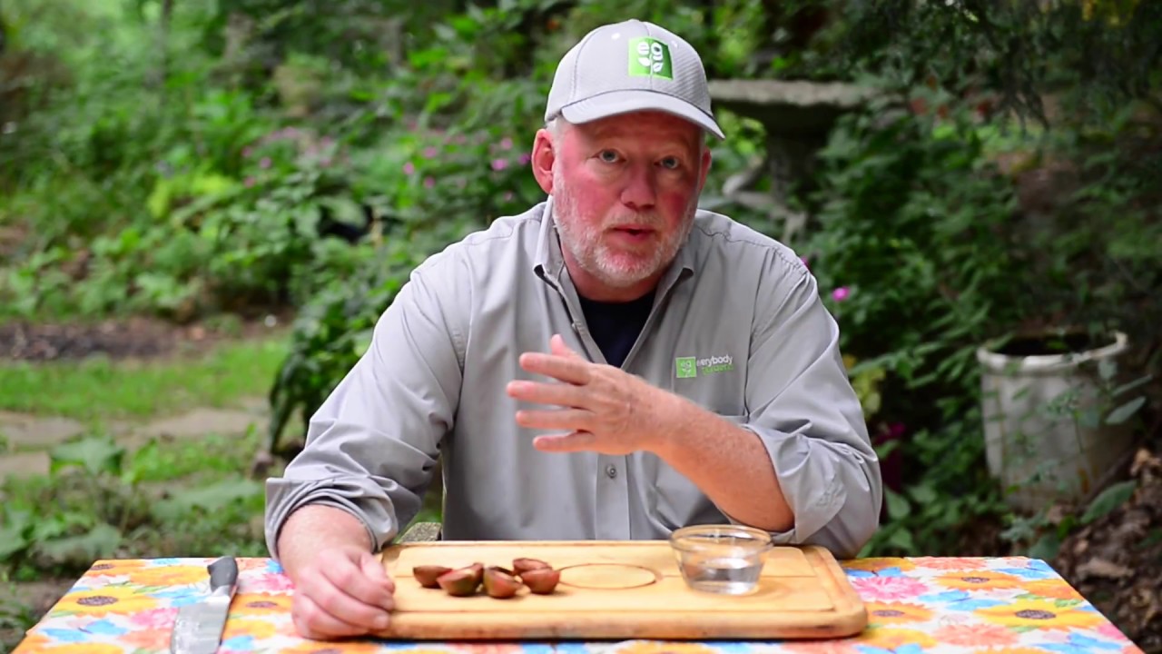 In the Garden: Plant disasters and saving tomato seeds - YouTube