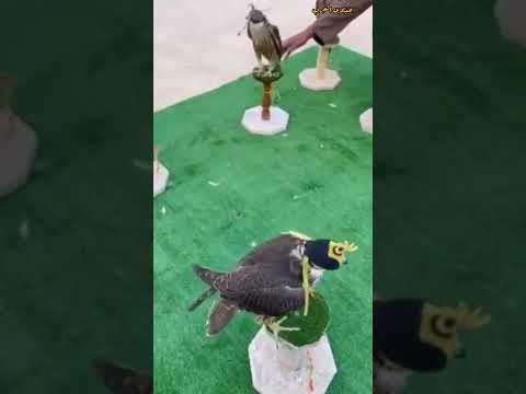 شواهين الموسم عند التجار محمد السعداوي من دولة ليبيا شاهين طرح