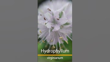 Hydrophyllum virginianum #shorts #ambient #nativeplants #originalmusic #generativemusic