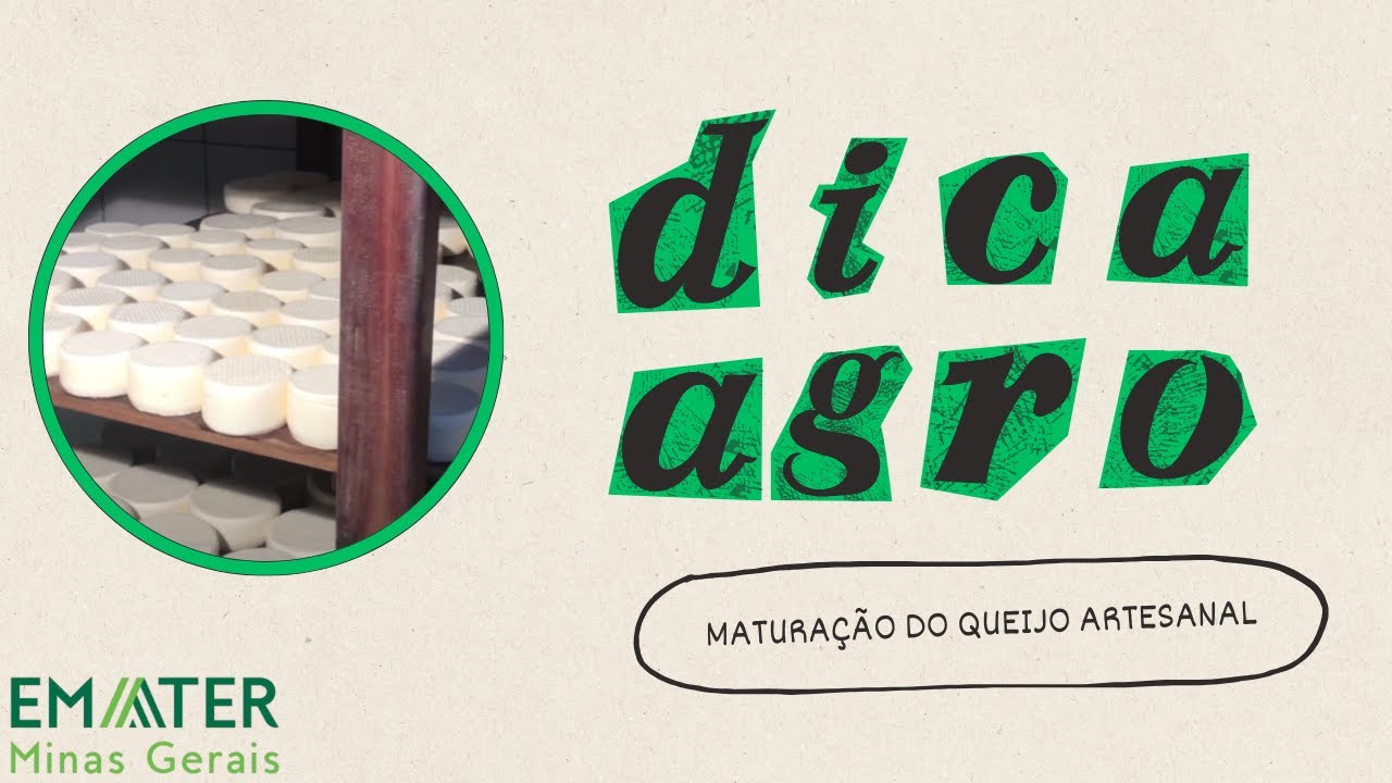 DICA MATURAÇÃO DO QUEIJO ARTESANAL