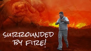WILDFIRE: Saving Animals From The Flames!