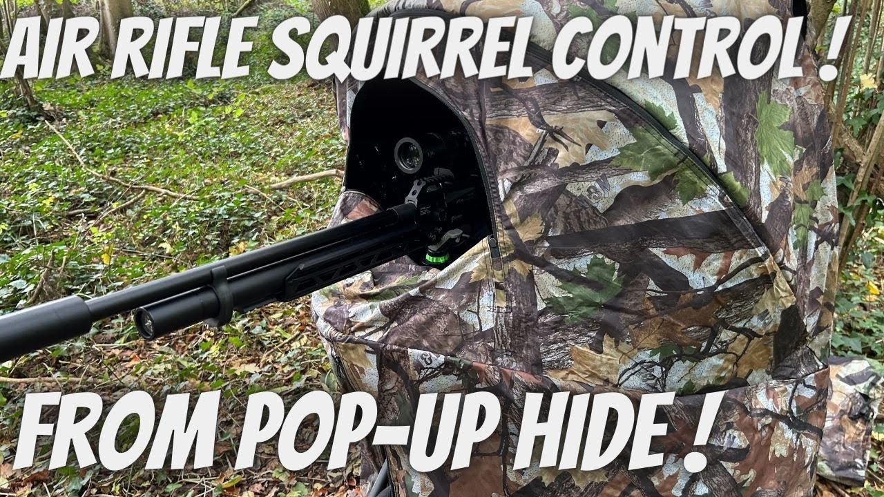 grey-squirrel-control-from-pop-up-hide-in-the-woods-with-fx-air-gun