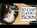 How To Whelp A Litter Of Puppies - 10 German Shorthair Born