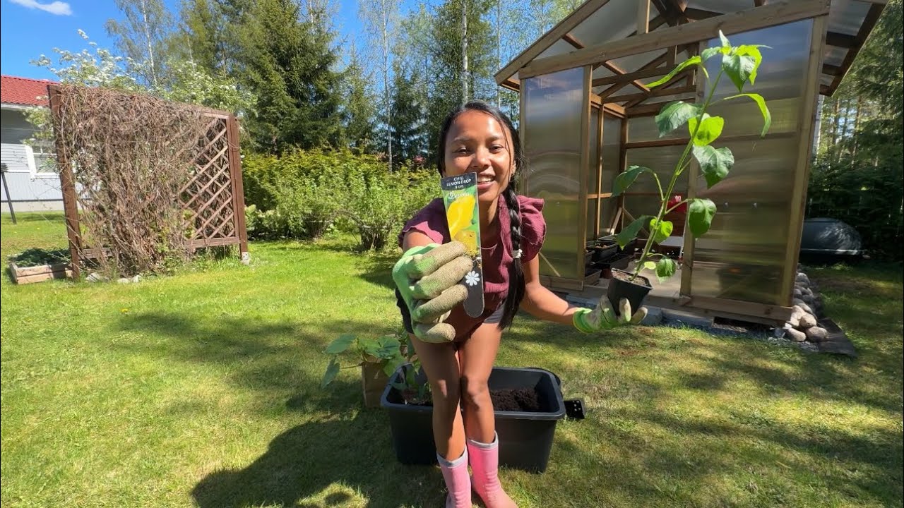 Bertani di Finlandia Versi Ku