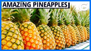 Most Amazing Pineapple Growing and Processing Process - Modern Agriculture Machines.