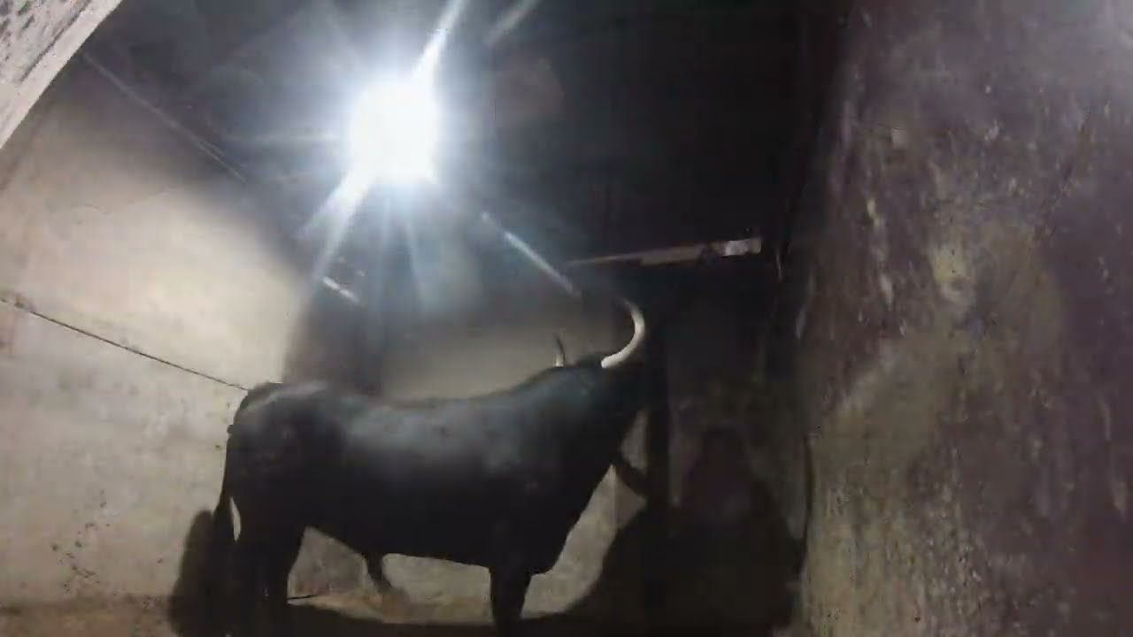 Llegada encierro a toriles la madrugada del 27 de Junio San Juan 2023 Coria