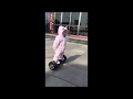 14 Month old girl is a rising star on Chinese social media | Toddler Rides Hoverboard Like a Pro