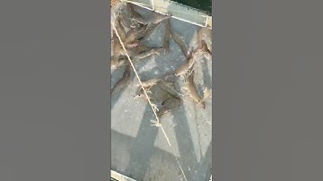Vannamei Fish Pat- 334 New Video Like Share Comment #fish #fishing #shorts