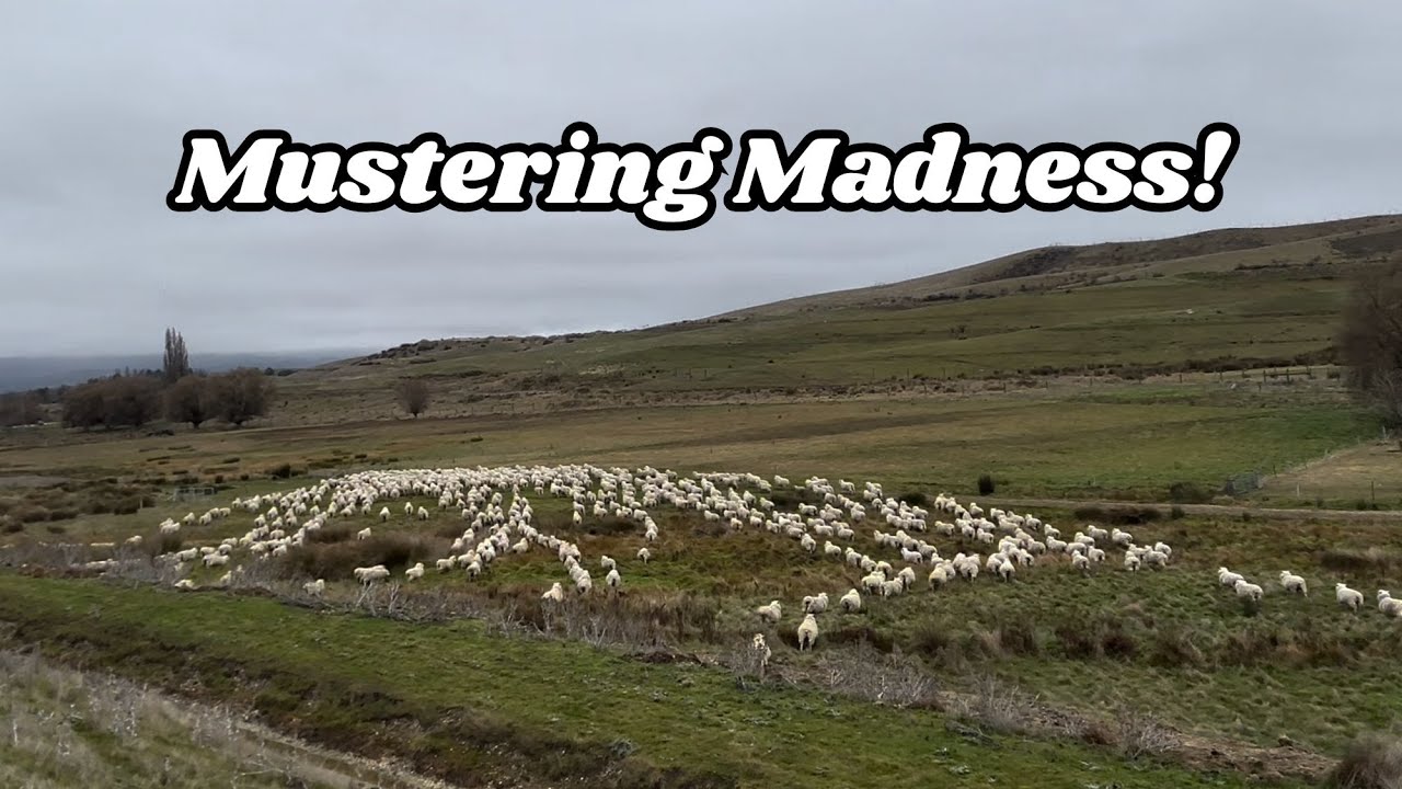 Sheep, Dogs, and Open Skies | Mustering in Central Otago