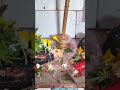 Namo namo sri Sankara 🙏🙏🙏🦚🦚🦚🦚🌷🌷🌷✨✨✨#sankar #bholenath #shiv #sakti #bhakti #youtube #shorts #video