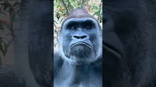 A close-up look of Baraka the Silverback Gorilla at the Bronx Zoo