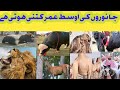 مختلف جانوروں کی اوسط عمر کتنی ہوتی ہے 
