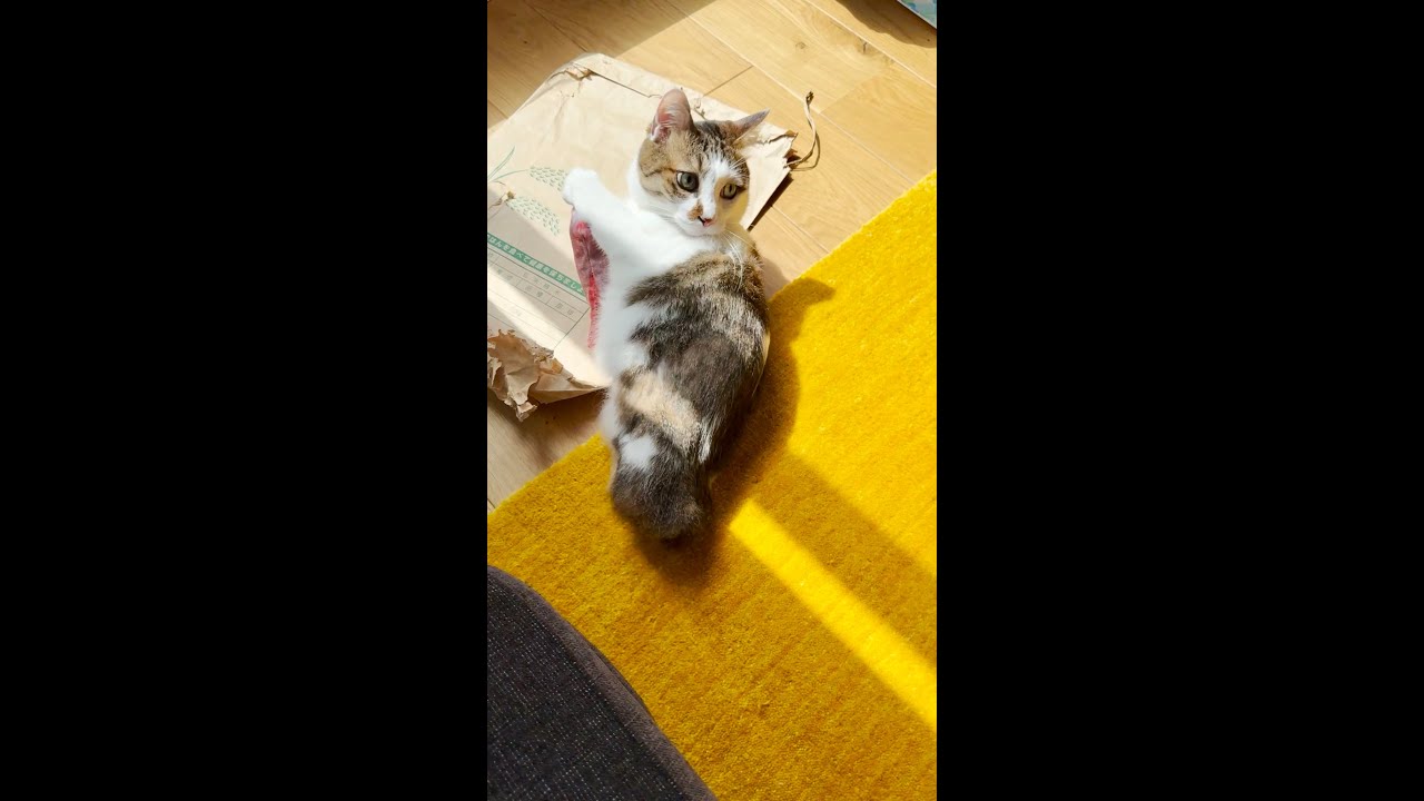 おさかなゲットだじょ - YouTube