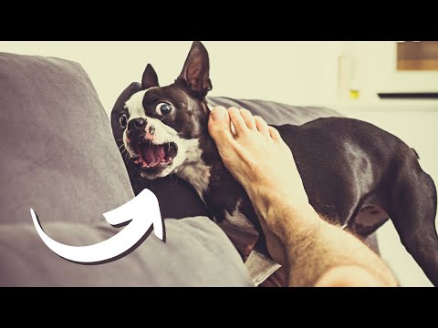 Video: 5 segni Il tuo Boston Terrier è stressato