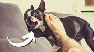 7 Signs Your Boston Terrier Secretly Hates You! by Boston Terrier Society 13,628 views 1 year ago 2 minutes, 56 seconds