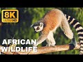 African Wildlife Animal 8K ULTRA HD / 8K TV